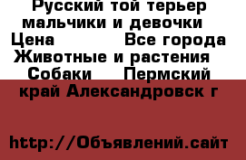 Русский той-терьер мальчики и девочки › Цена ­ 8 000 - Все города Животные и растения » Собаки   . Пермский край,Александровск г.